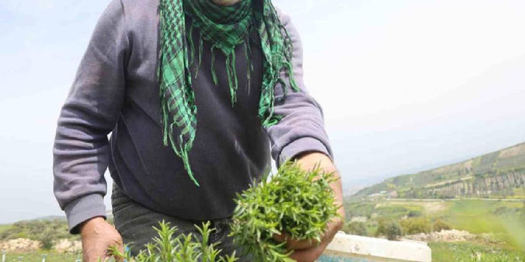 8 dönümden 10 ton rekolte bekleniyor: Kilosu 400 TL’yi bulan üründe hasat bereketle başladı 7